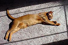 stretched out on the floor