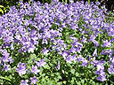 campanula flowers